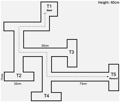 PINK1 knockout rats show premotor cognitive deficits measured through a complex maze